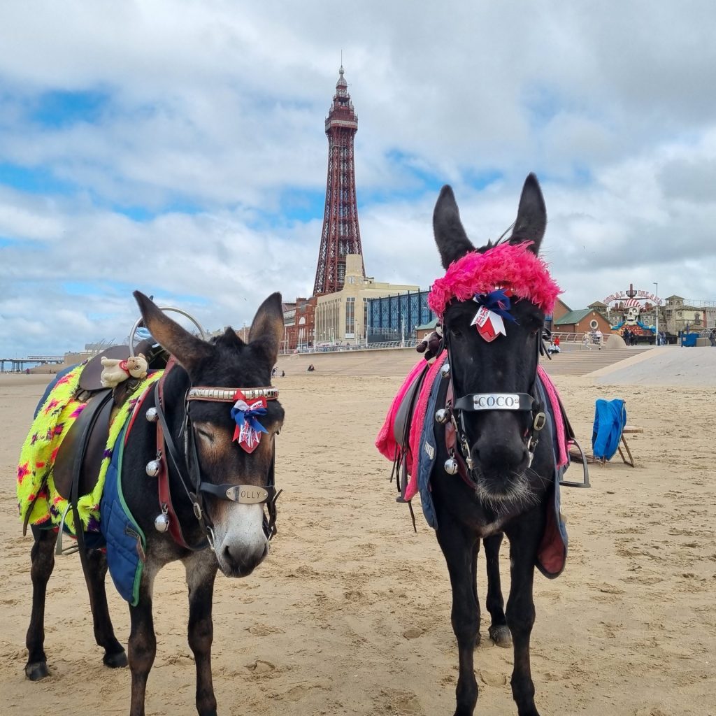 Blackpool Donkeys